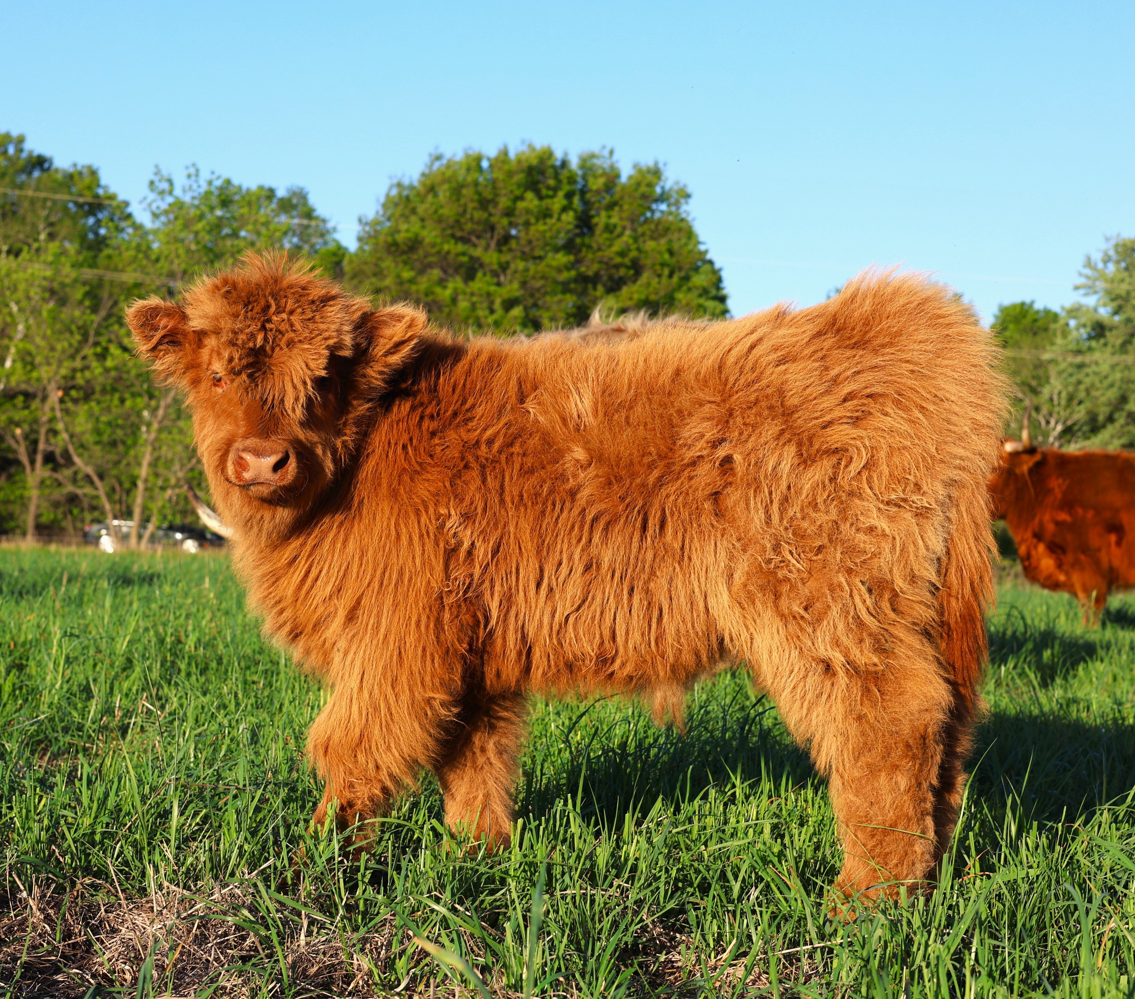 Calves for Sale - Custom Calf Program