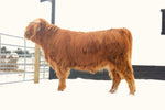 CBS Morpheus (AI, PV, D) Conventional Semen