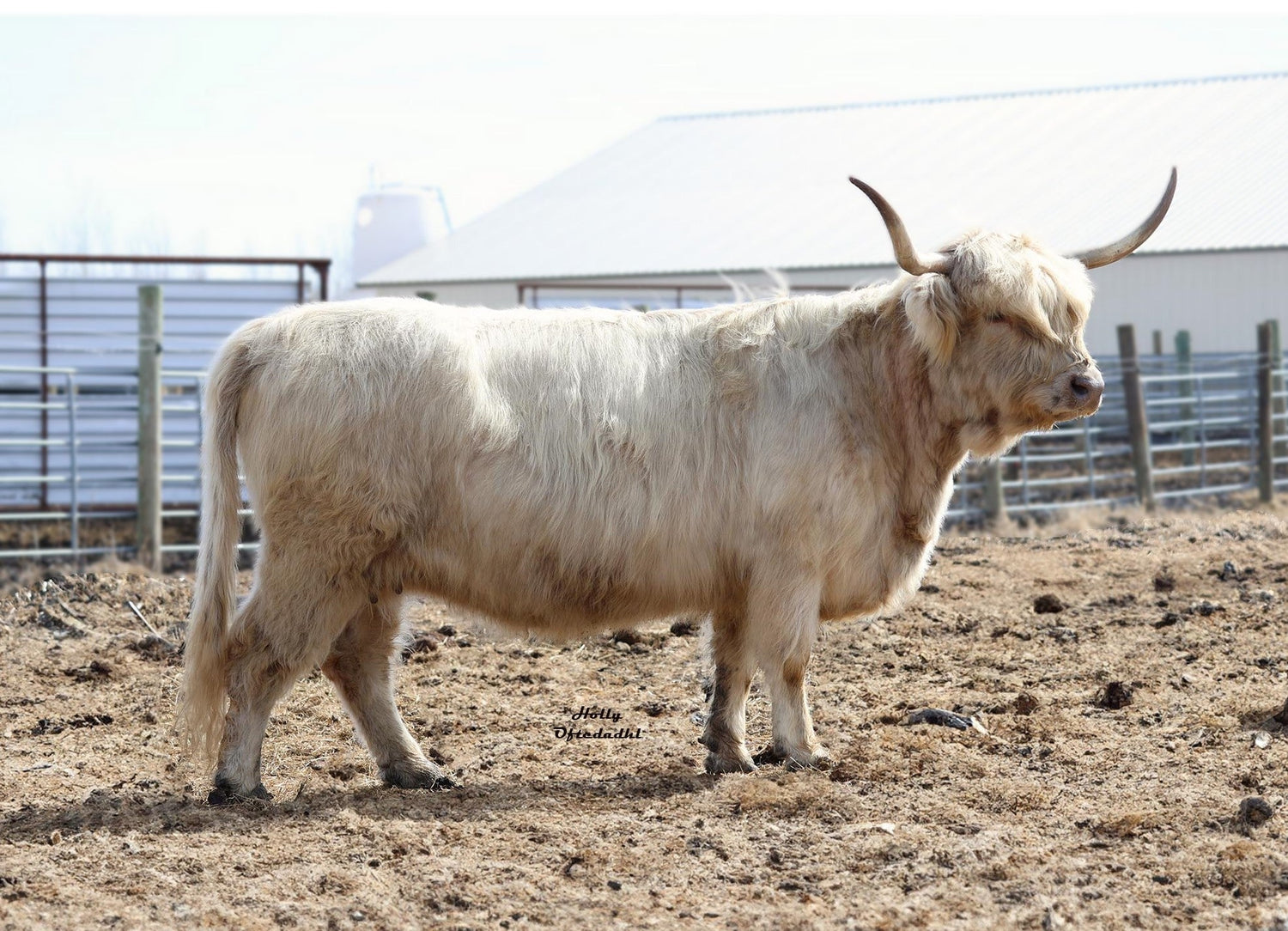 HMS Lady Olive x Top Gun I of Mapleview Heifer-Sexed Embryos