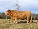 Trafalgar Sampson II (D) Conventional Semen (U.S Only)