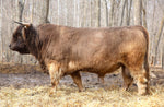 WL Jaguar (AI,D) Conventional Semen (CSS Qualified)