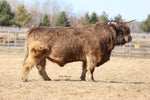 WL Jaguar (AI,D) Heifer Sex-Sorted Semen (CSS Qualified/CANADA ONLY) As low as $150 USD