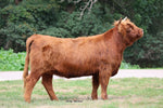 WL Nadia (ET,PV,D) x WL Jaguar (AI,D) Heifer-Sexed Embryos
