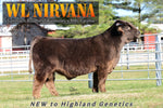 WL Nirvana (ET,PV,D) Conventional Semen (U.S Only) as low as $100