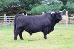Wild River Bear (A.I,D) Heifer-Sexed Semen (US Only) as low as $250