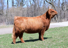 Load image into Gallery viewer, STR Harmony (58727) x GOF Broadstone 13B (24822) (Sexed for Heifers only)

