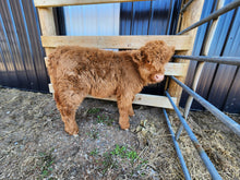 Load image into Gallery viewer, Heifer Calf - Born February 14, 2023 - WL Genesis x WL Hail to the Queen

