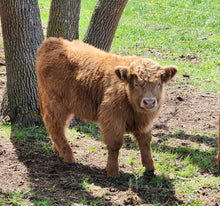 Load image into Gallery viewer, Heifer Calf - Born March 30, 2023 - GOF Broadstone 13B x Gray Owl&#39;s Britta
