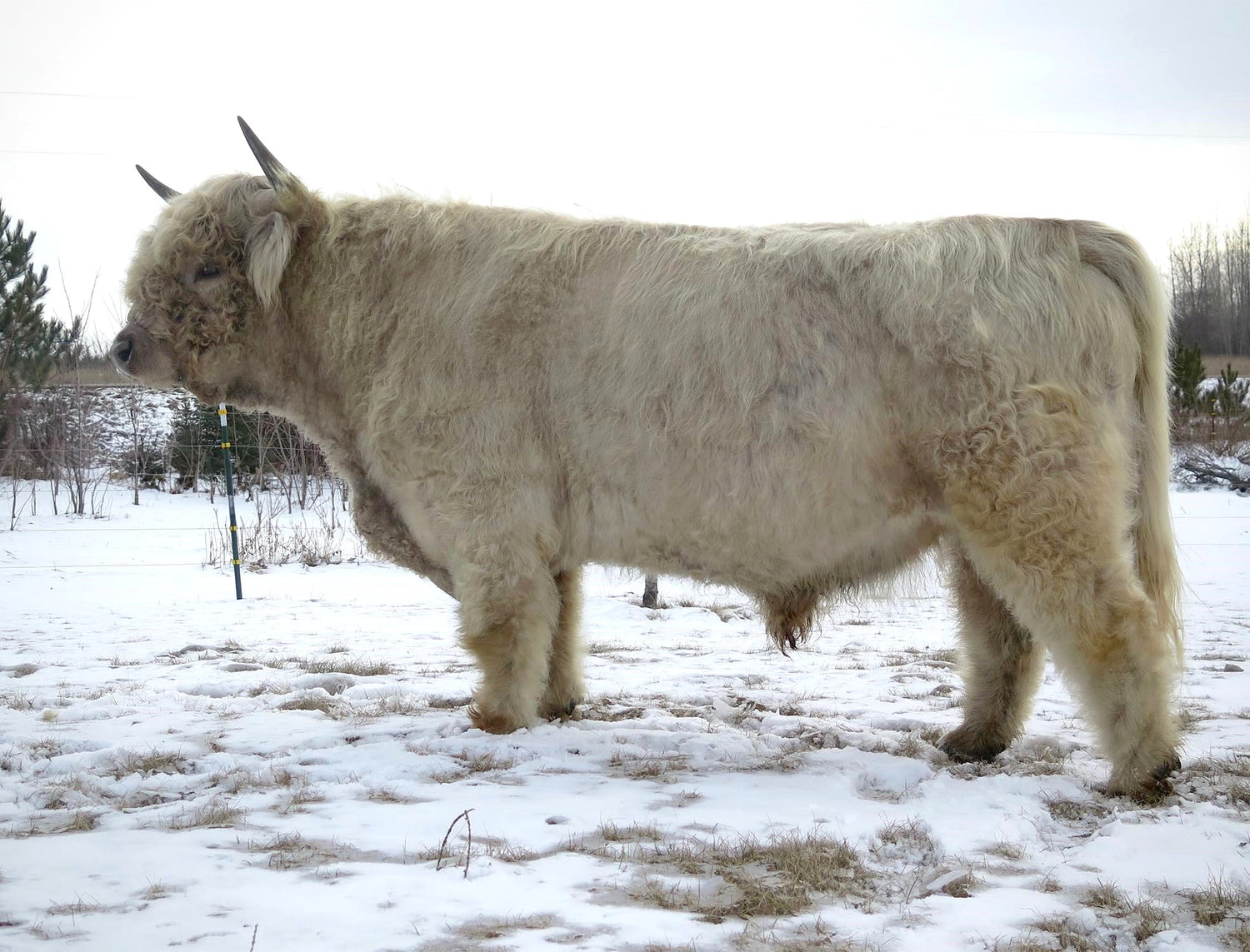 CBS No Excuses ( Conventional Semen) (As low as $125)