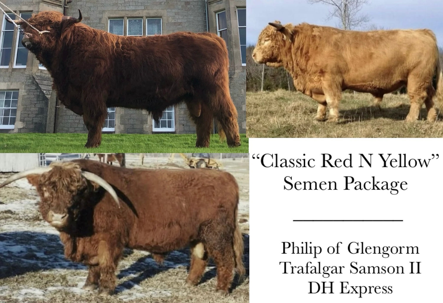 Classic Red N Yellow Semen Package