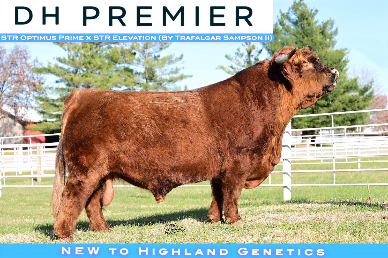 DH Premier (D) Conventional Semen (US Only) As Low as $100