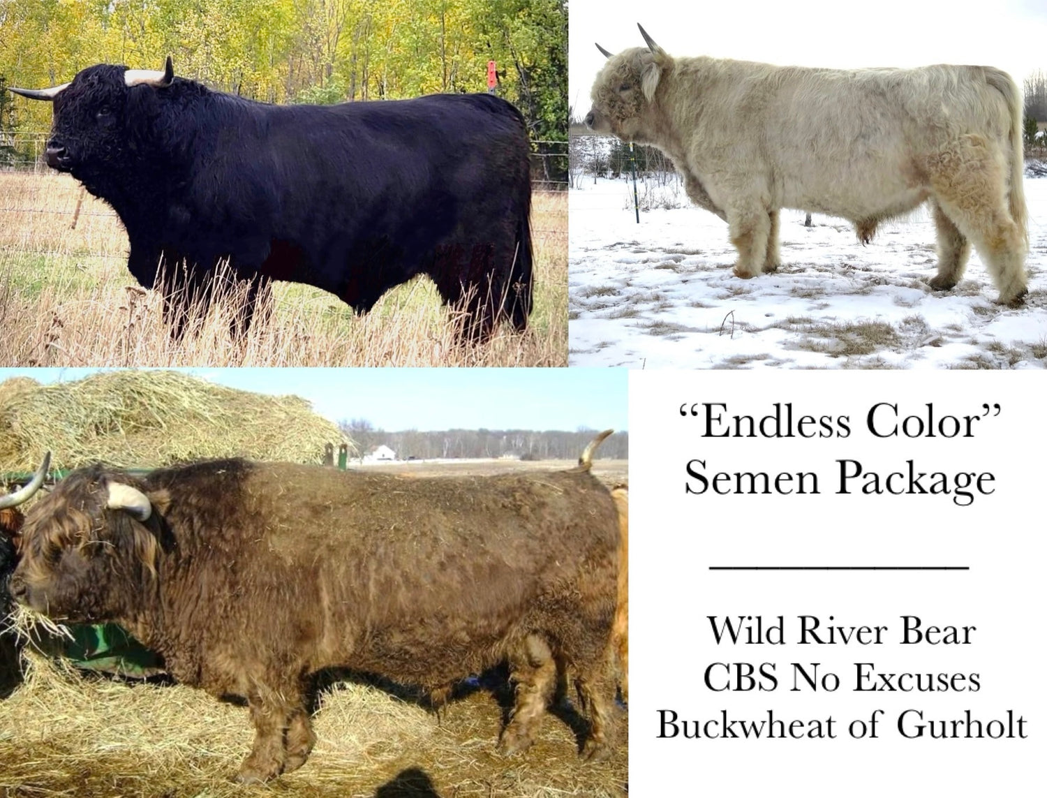 Endless Color Semen Package