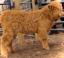 Load image into Gallery viewer, Heifer Calf - Born February 4, 2023 - Finley Falls Duncan x STR Harmony
