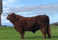 Load image into Gallery viewer, CBS Jade 13Y (51121) x Philip of Glengorm (64533) Sexed for Heifers Only
