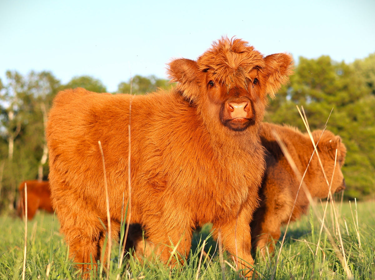 Highland Bull Semen & Highland Embryos for all your breeding needs ...