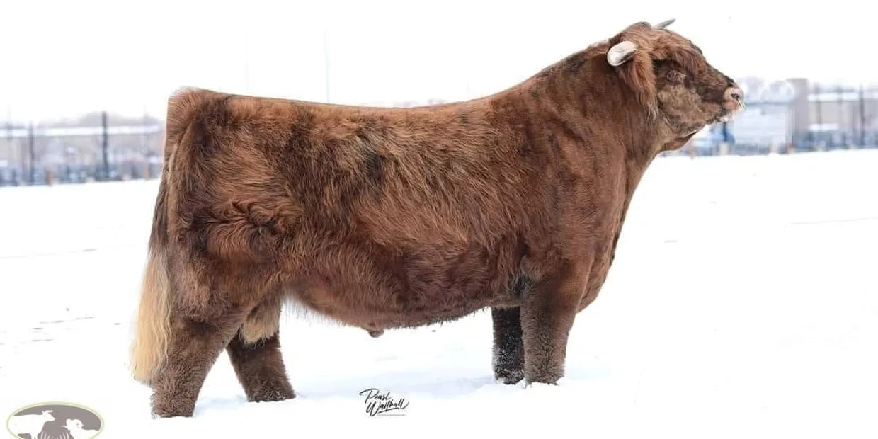 STR Encore (Conventional Semen)