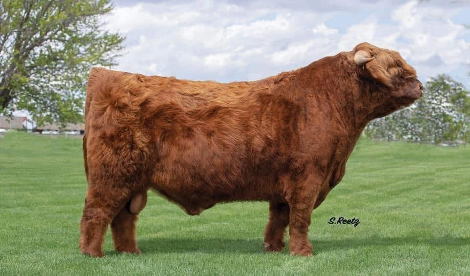 STR Armageddon (ET,D) Conventional Semen