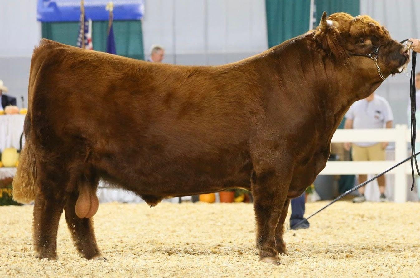 STR Encore – Highland Genetics