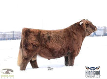 Load image into Gallery viewer, Schon Boden&#39;s Lydia (51534) x STR Encore (62210) Sexed for Heifers Only
