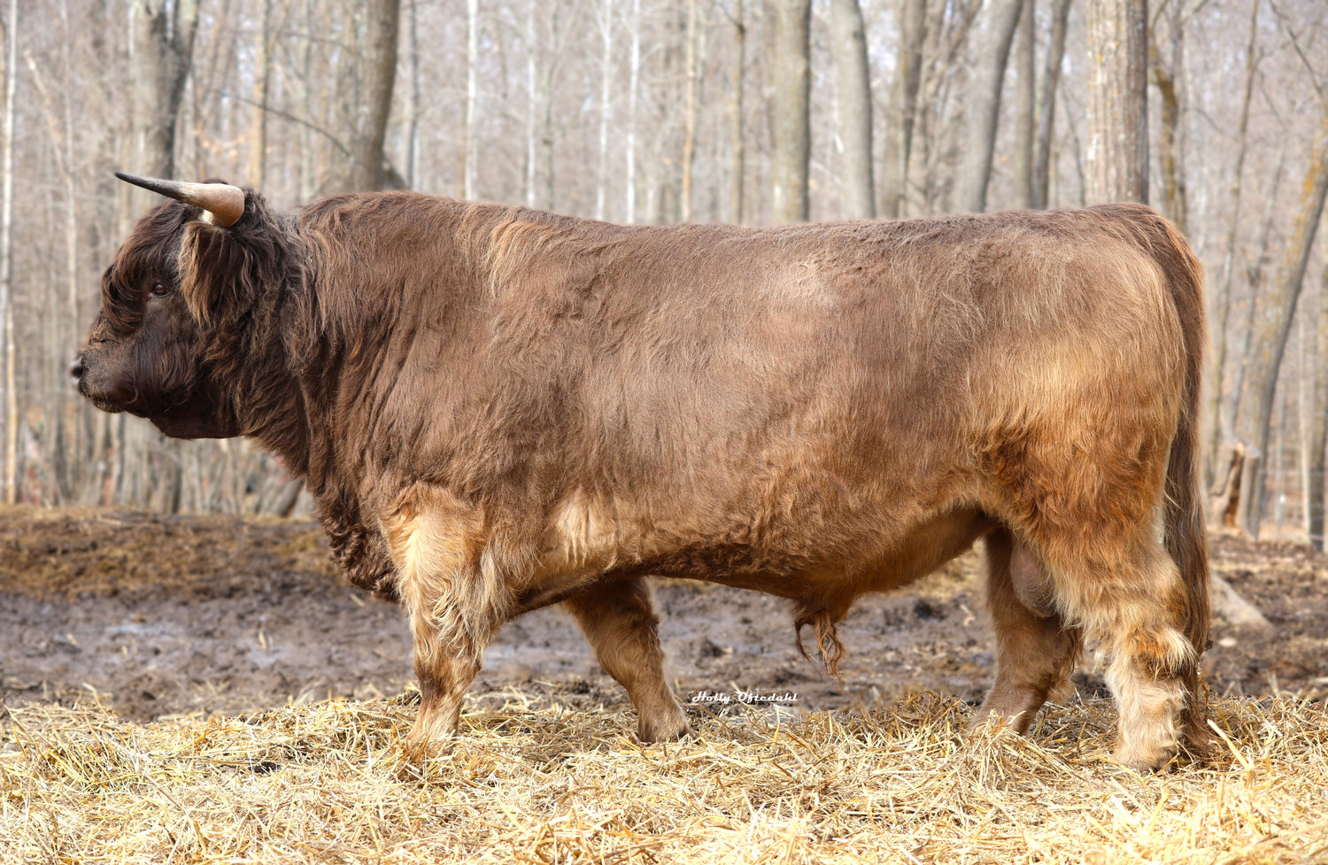 WL Jaguar (AI,D) Heifer Sex-Sorted Semen (US Only)