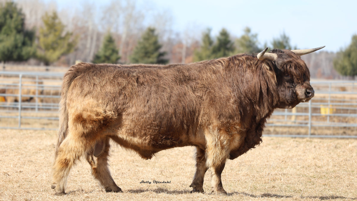 WL Nadia (ET,PV,D) x WL Jaguar (AI,D) Heifer-Sexed Embryos