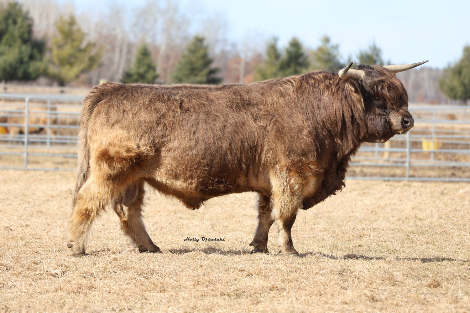 WL Jaguar (AI,D) Heifer Sex-Sorted Semen (US Only) As low as $200