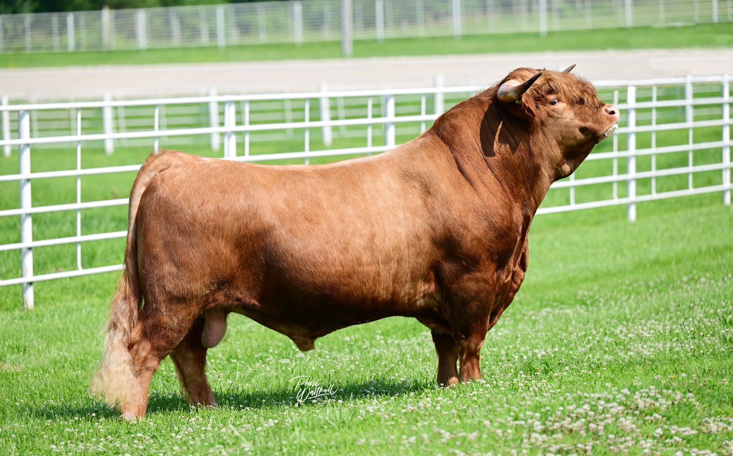 WL Lincoln (ET, D) Conventional Semen (U.S Only)