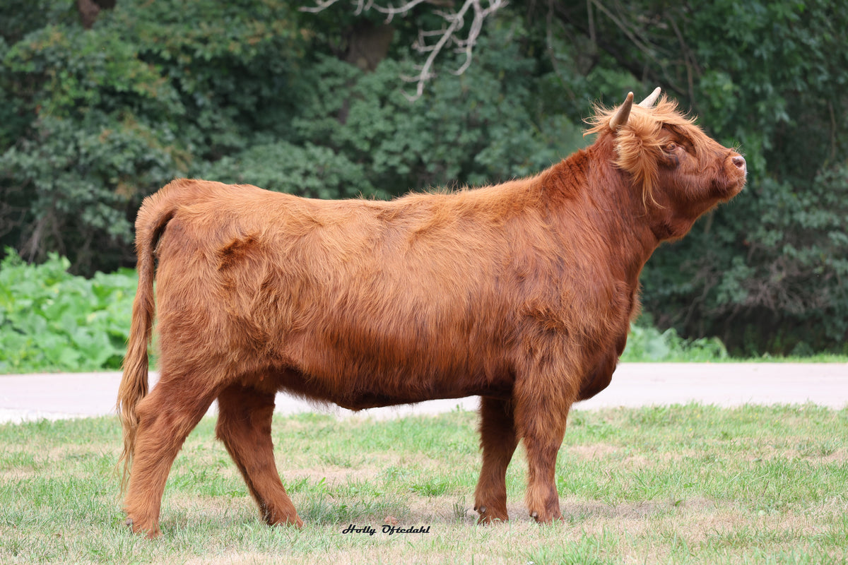 WL Nadia (ET,PV,D) x WL Jaguar (AI,D) Heifer-Sexed Embryos