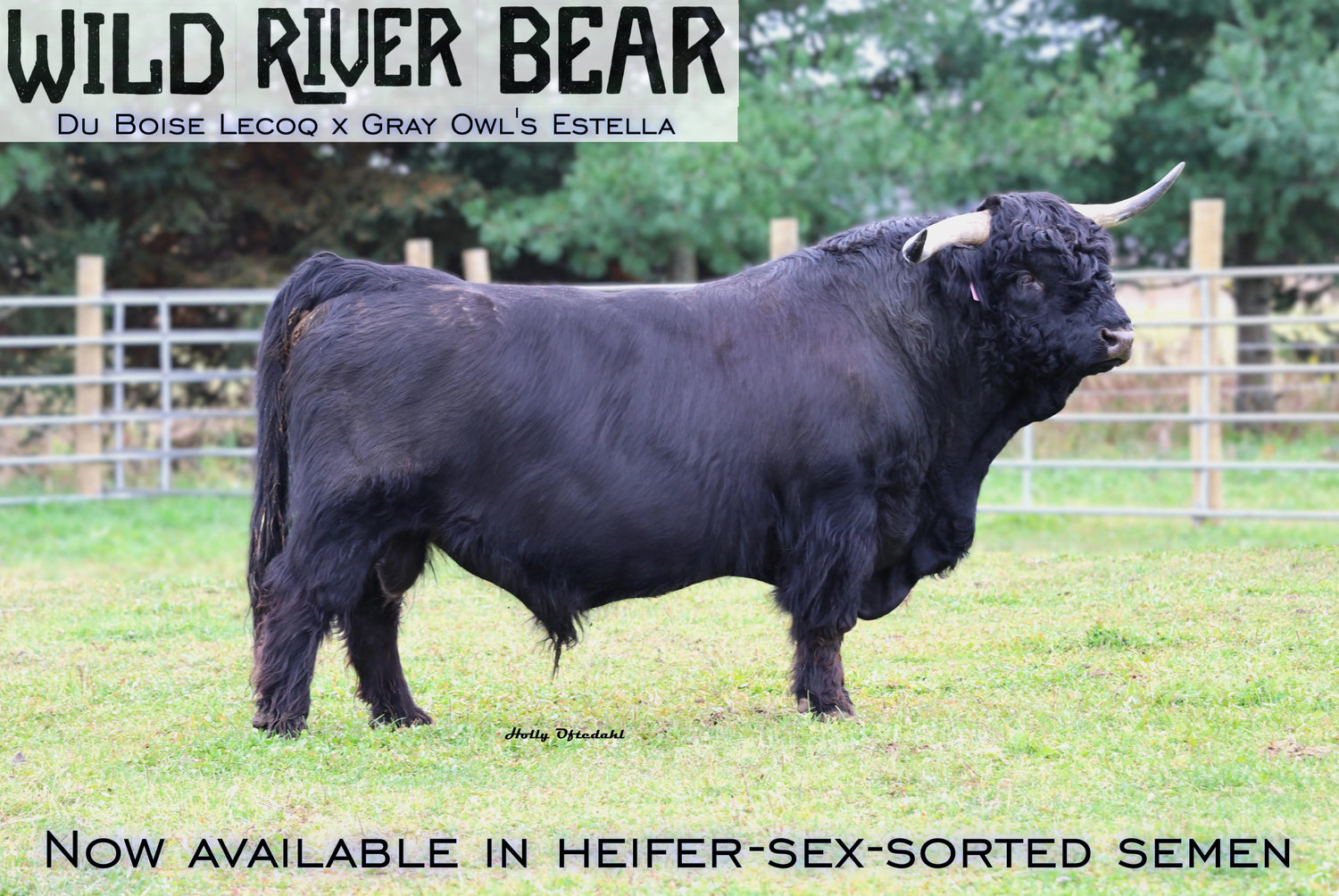 Wild River Bear (A.I,D) Heifer-Sexed Semen (US Only) as low as $250