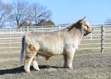 Load image into Gallery viewer, WL Genesis (ET,D) Highland Bull Sire of Highland A Queen&#39;s Touch Embryo
