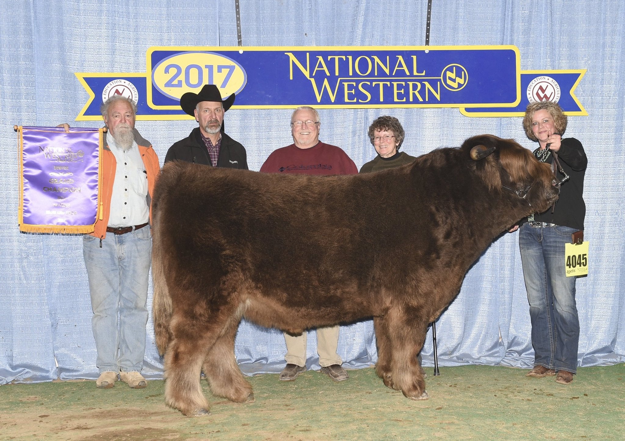 A Queen's Touch (Surrogate) Highland Embryo – Highland Genetics