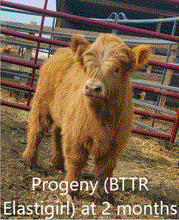Load image into Gallery viewer, HVF Lady Marcy (54177) x DH Exclusive  (27055) (Sexed for Heifers only)
