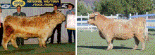 Load image into Gallery viewer, DH Exclusive Live Calves (Down Payment)
