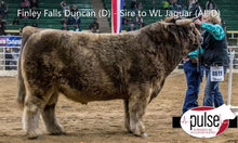 Load image into Gallery viewer, WL Jaguar (AI,D) Conventional Semen (CSS Qualified)
