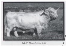 Load image into Gallery viewer, Heifer Calf - Born March 30, 2023 - GOF Broadstone 13B x Gray Owl&#39;s Britta
