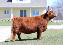 Load image into Gallery viewer, Gray Owl&#39;s Britta (55429) x Orison of Culfoich (49237) (Sexed for Heifers only)

