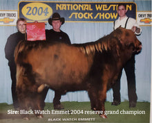 Load image into Gallery viewer, Black Watch Emmet, Sire to HSC Elijah (AI,D) Highland Bull
