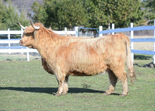 Load image into Gallery viewer, HVF Lady Marcy (54177) x DH Exclusive  (27055) (Sexed for Heifers only)
