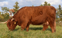 Load image into Gallery viewer, STR Harmony (58727) x Gusgurlach of Windrush (34685) (Sexed for Heifers only)
