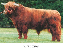 Load image into Gallery viewer, Grandsire of We Tired Acres Joc (D) Highland Bull
