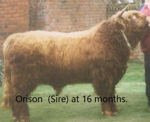 Load image into Gallery viewer, Gray Owl&#39;s Britta (55429) x Orison of Culfoich (49237) (Sexed for Heifers only)
