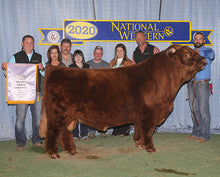Load image into Gallery viewer, STR Armageddon (ET,D) Highland bull