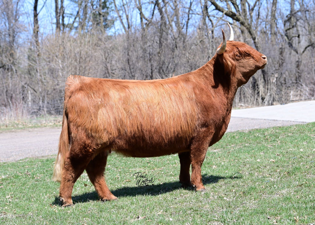 STR Harmony (58727) x Gusgurlach of Windrush (34685) (Sexed for Heifers only)