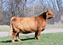Load image into Gallery viewer, Summit Ranch Shaelyn (42734) x WL Genesis (59067) (Heifer Sex Sorted)
