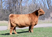 Load image into Gallery viewer, Summit Ranch Shaelyn (42734) x Karabin Farm&#39;s Tuffy (42152) (Conventional Flush - not sex sorted)
