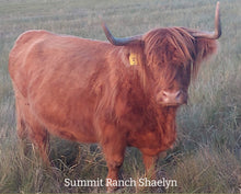 Load image into Gallery viewer, Summit Ranch Shaelyn (AI, D) Dam to Sure Bet Embryo
