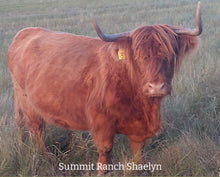 Load image into Gallery viewer, Summit Ranch Shaelyn (42734) x WL Genesis (59067) (Heifer Sex Sorted)
