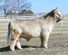 Load image into Gallery viewer, WL Genesis (ET,D) Highland Bull
