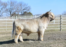 Load image into Gallery viewer, Summit Ranch Shaelyn (42734) x WL Genesis (59067) (Heifer Sex Sorted)
