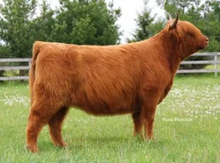 Load image into Gallery viewer, WL Hail to the Queen - Highland Cow. Dam to A Queen&#39;s Touch Embryo

